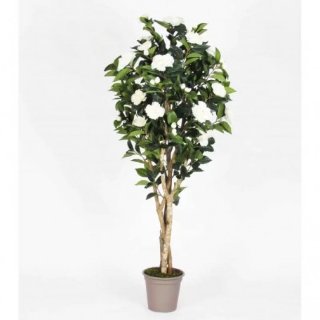 Camelia Seminaturale  Fiori Bianchi  Tronco Mansanisi H 125 CM fr