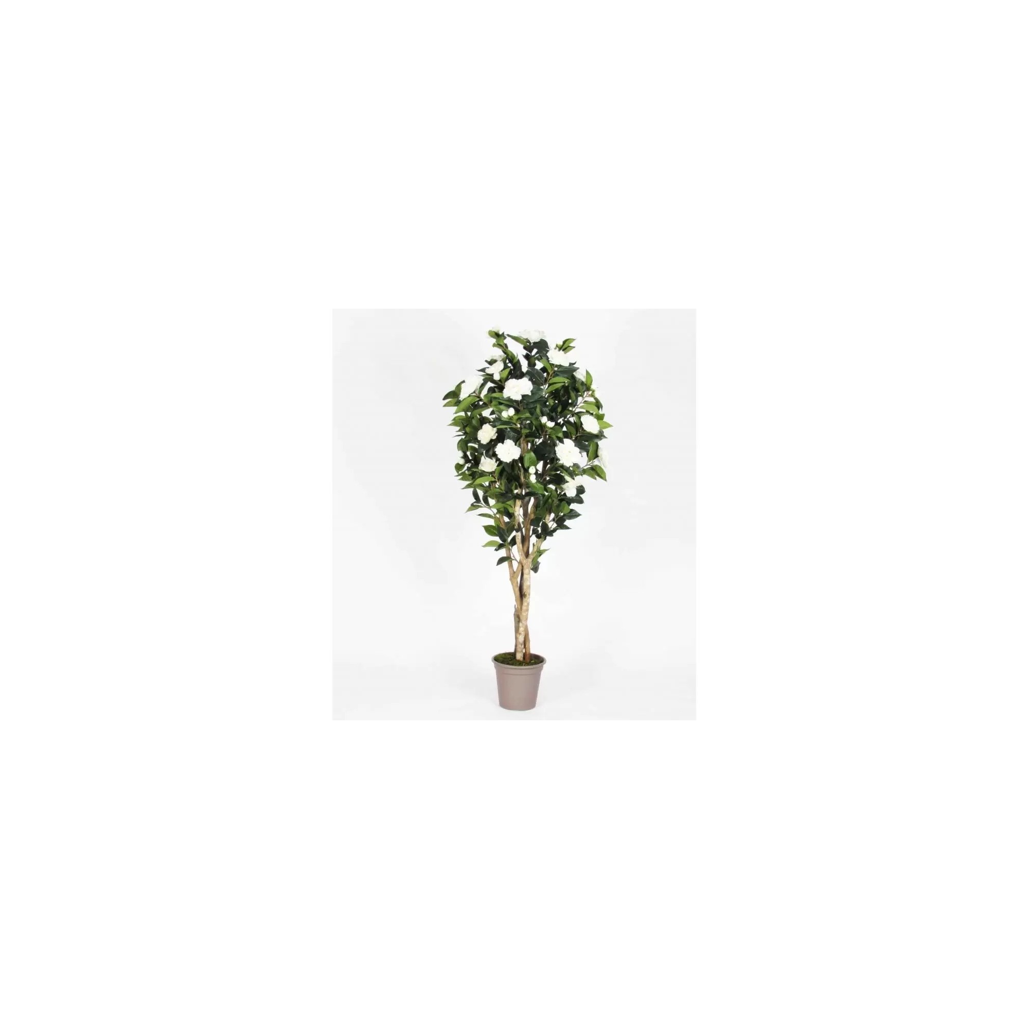  Camelia Seminaturale  Fiori Bianchi  Tronco Mansanisi H 150 cm de