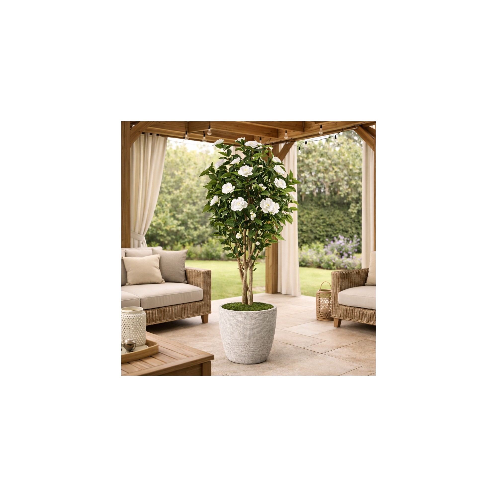  Camelia Seminaturale  Fiori Bianchi  Tronco Mansanisi H 150 cm es