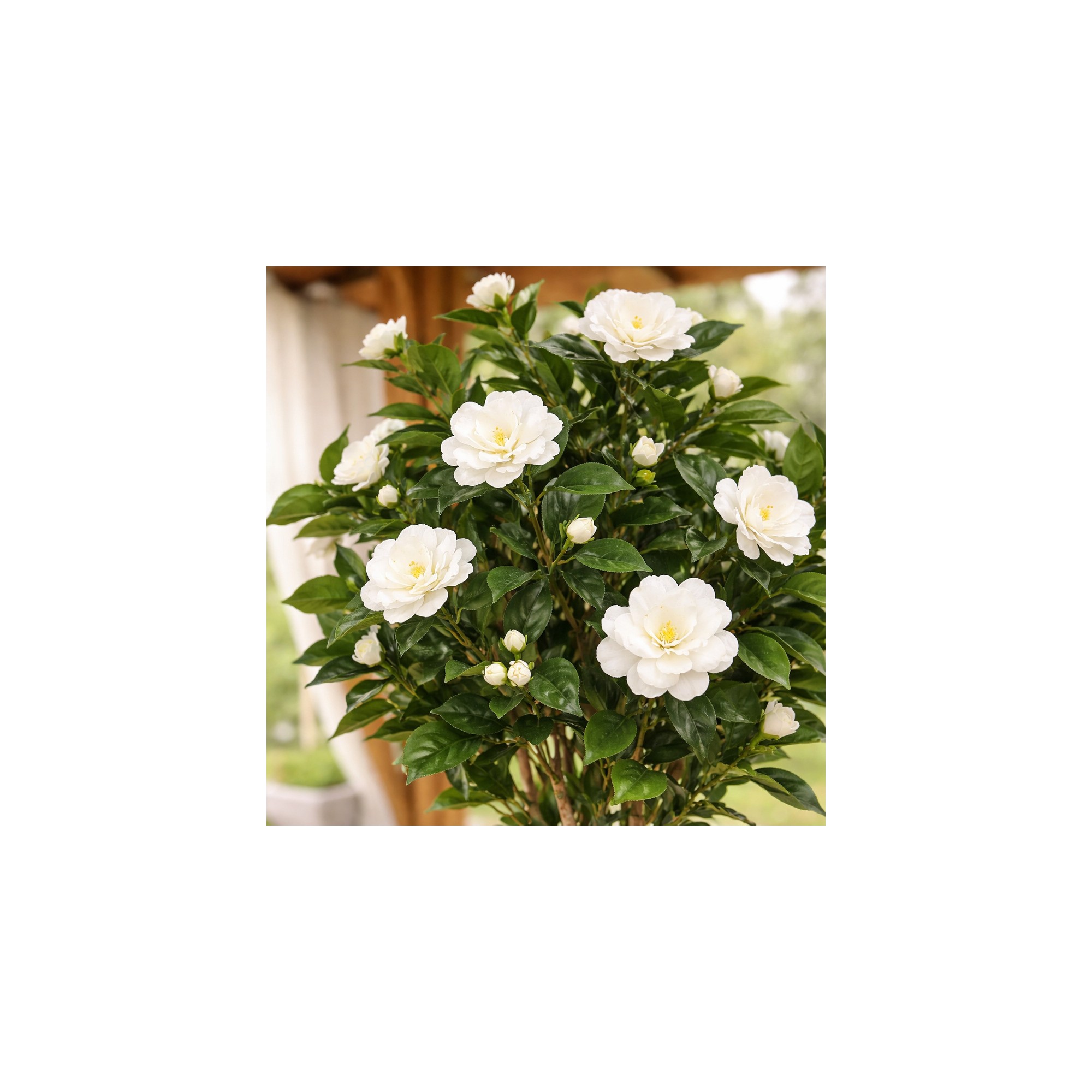  Camelia Seminaturale  Fiori Bianchi  Tronco Mansanisi H 200 cm en