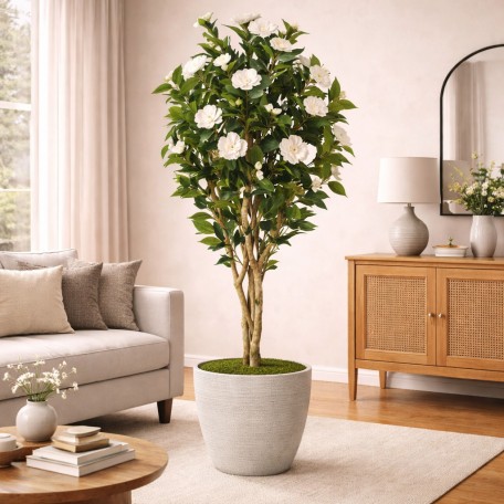 Camelia Seminaturale  Fiori Bianchi  Tronco Mansanisi H 225 cm de