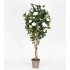Camelia Seminaturale  Fiori Bianchi  Tronco Mansanisi H 250 CM de