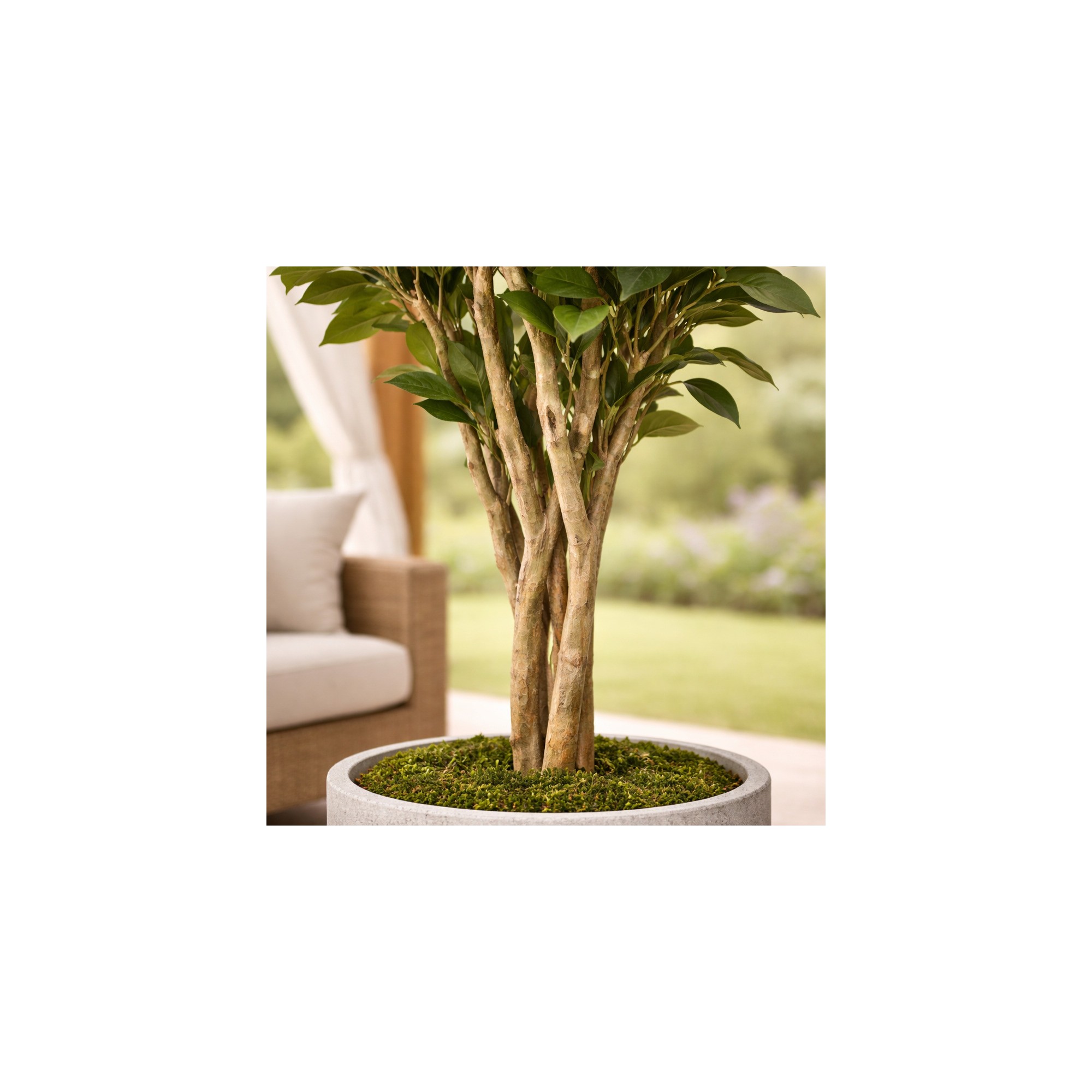  Camelia Seminaturale  Fiori Bianchi  Tronco Mansanisi H 250 CM it