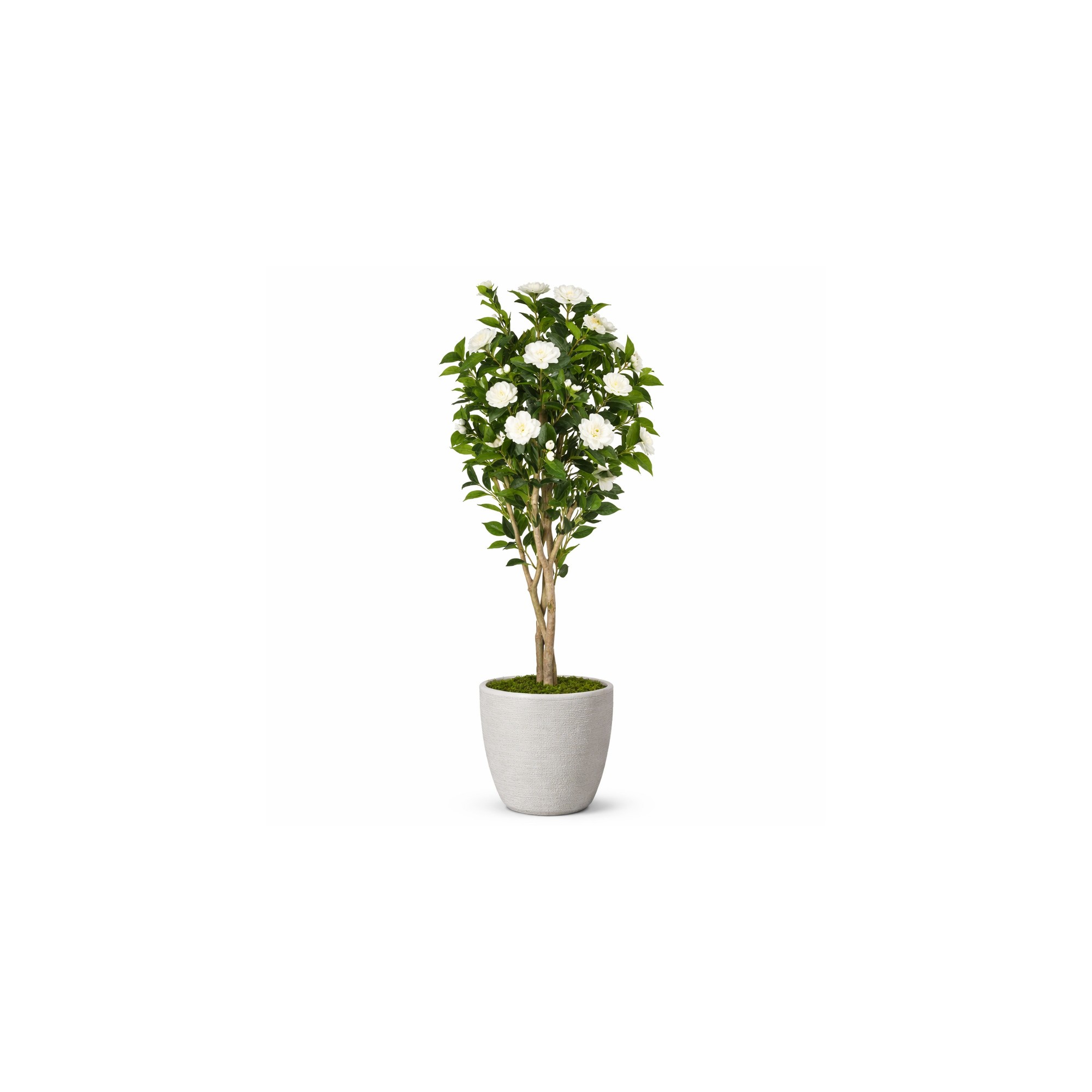  Camelia Seminaturale  Fiori Bianchi  Tronco Mansanisi H 250 CM de