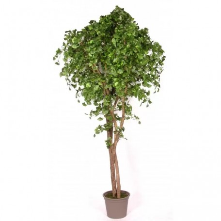 Ginkgo Biloba Seminaturale  Verde  Tronco Naturale  H 100 cm es
