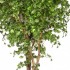 Ginkgo Biloba Seminaturale  Verde  Tronco Naturale  H 125 cm fr