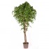 Ginkgo Biloba Seminaturale  Verde  Tronco Naturale  H 175 cm es