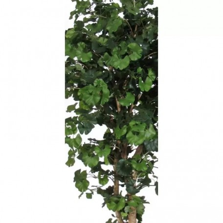 Ginkgo Biloba Seminaturale  Verde  Tronco Naturale  H da 200 cm it