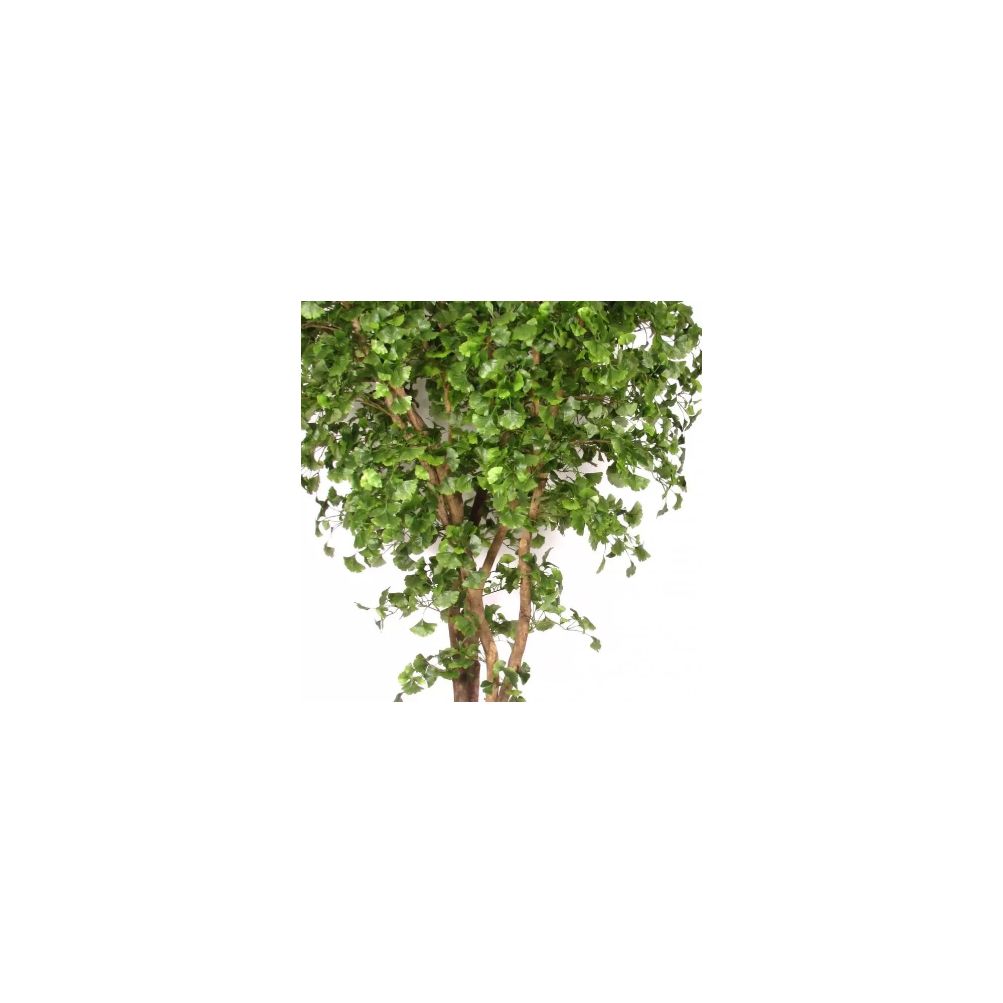  Ginkgo Biloba Seminaturale  Verde  Tronco Naturale  H da 200 cm en