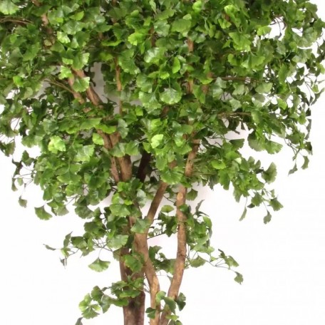 Ginkgo Biloba Seminaturale  Verde  Tronco Naturale  H da 200 cm fr