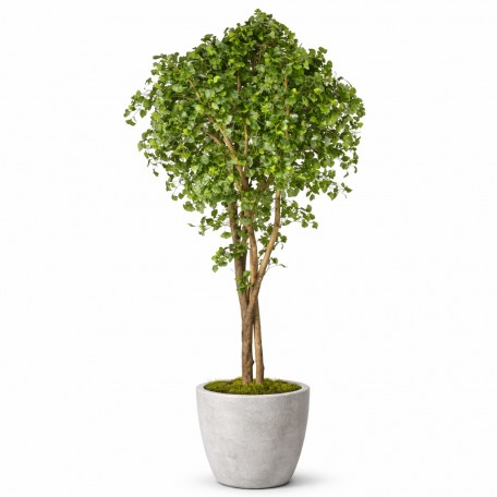Ginkgo Biloba Seminaturale  Verde  Tronco Naturale  H da 200 cm fr