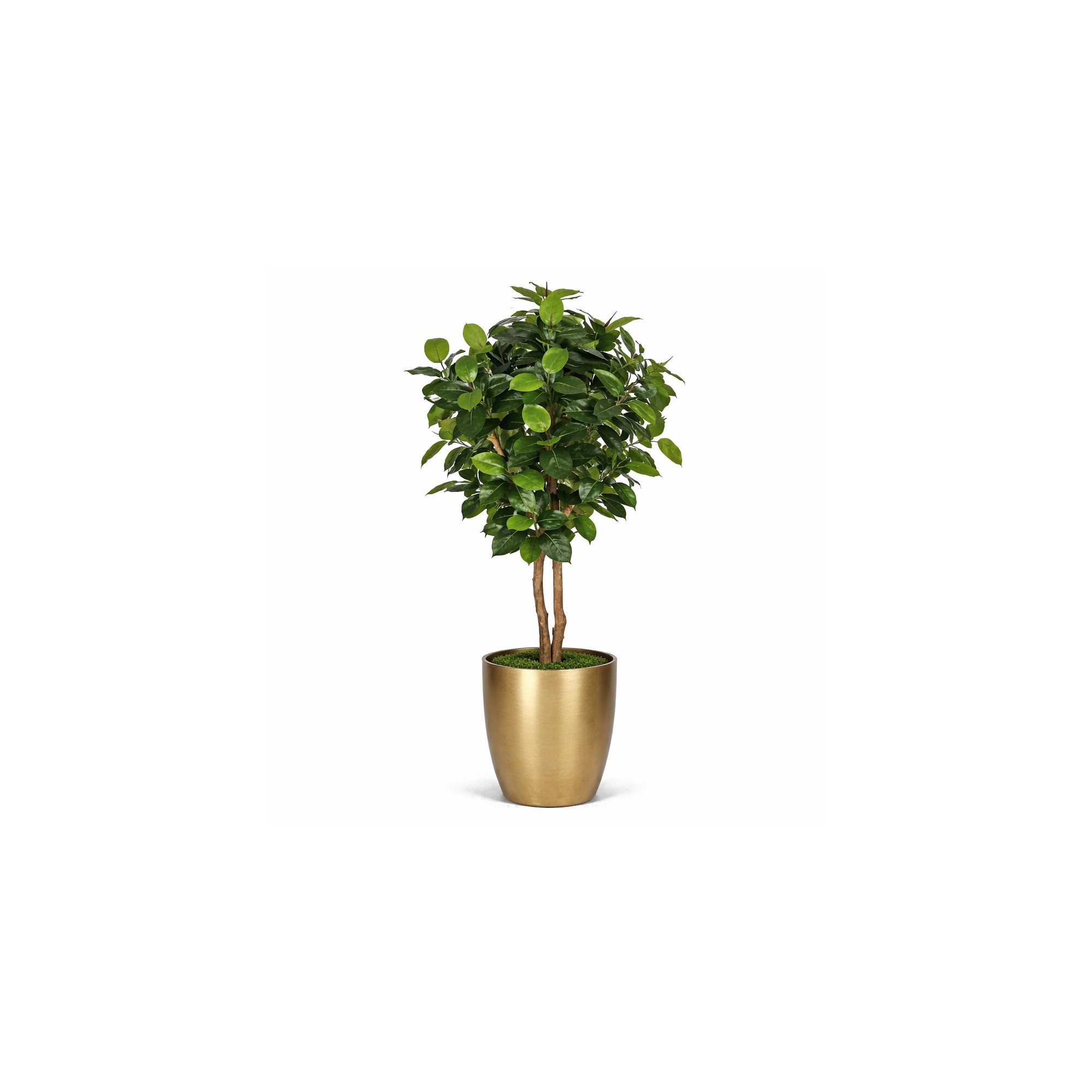  Ficus Elastica Seminaturale  Verde  Tronco Mansanisi H 170 CM