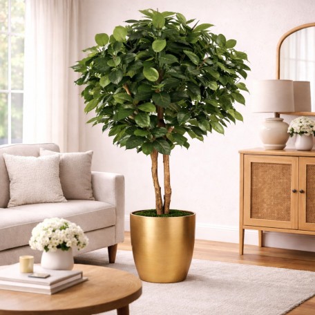 Ficus Elastica Seminaturale  Verde  Tronco Mansanisi H 200 CM