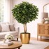 Ficus Elastica Seminaturale  Verde  Tronco Mansanisi H 200 CM