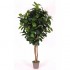 Ficus Elastica Seminaturale  Verde  Tronco Mansanisi H 200 CM