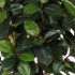 Ficus Elastica Seminaturale  Verde  Tronco Mansanisi H 200 CM