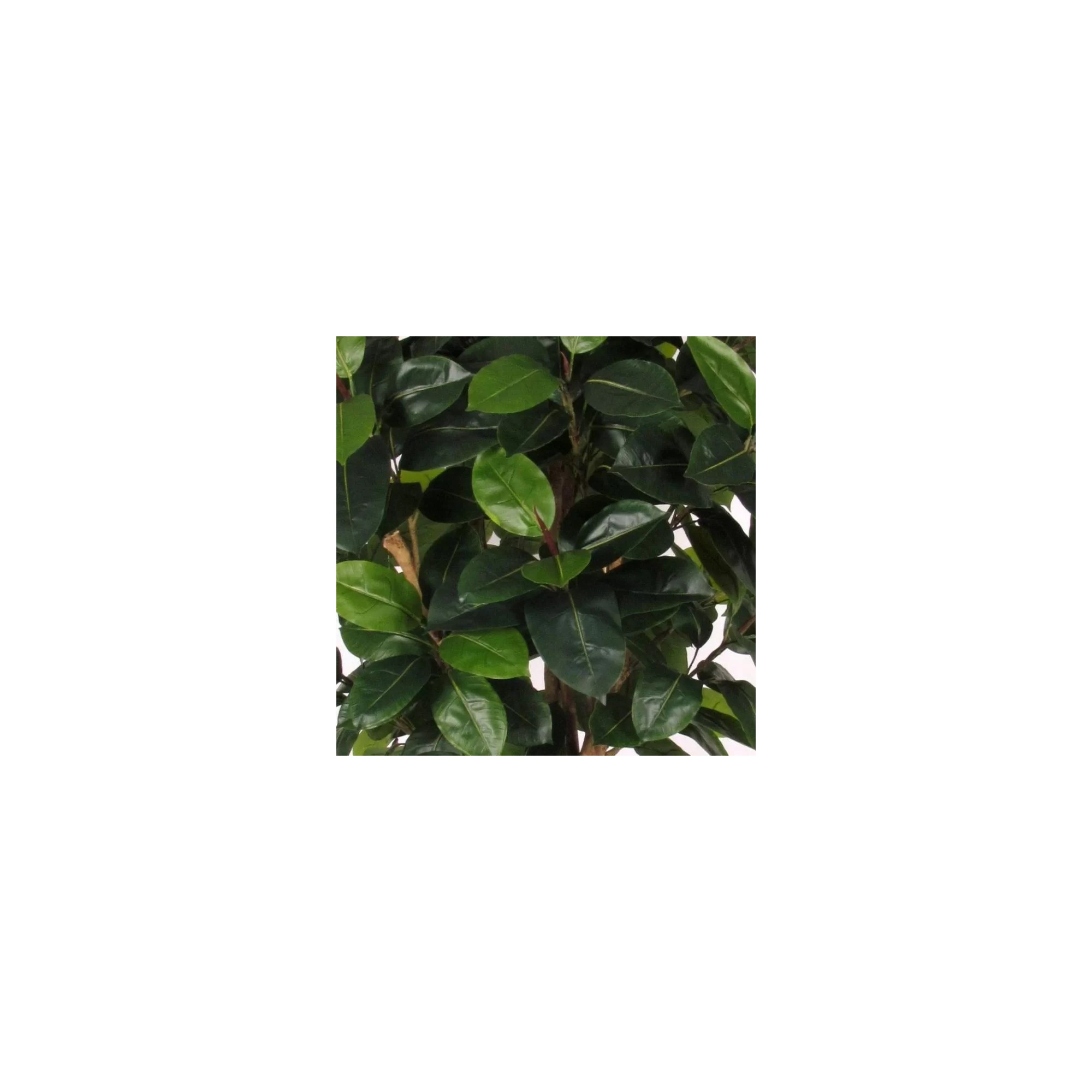  Ficus Elastica Seminaturale  Verde  Tronco Mansanisi H 225 CM