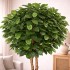 Ficus Elastica Seminaturale  Verde  Tronco Mansanisi H 225 CM