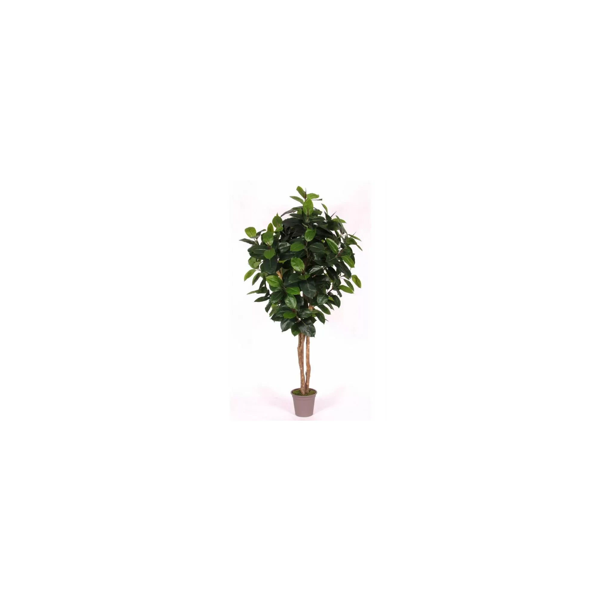  Ficus Elastica Seminaturale  Verde  Tronco Mansanisi H 250 CM