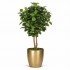 Ficus Elastica Seminaturale  Verde  Tronco Mansanisi H 275 CM