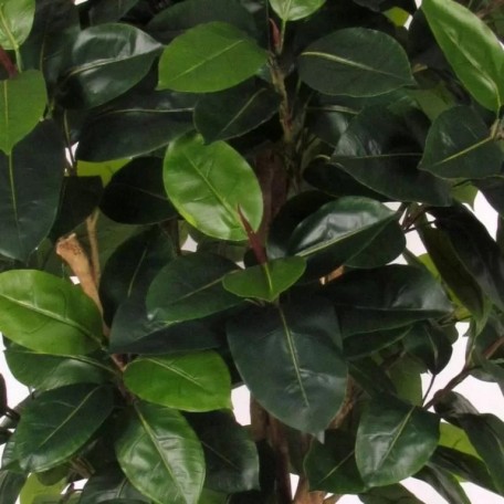 Ficus Elastica Seminaturale  Verde  Tronco Mansanisi H 275 CM