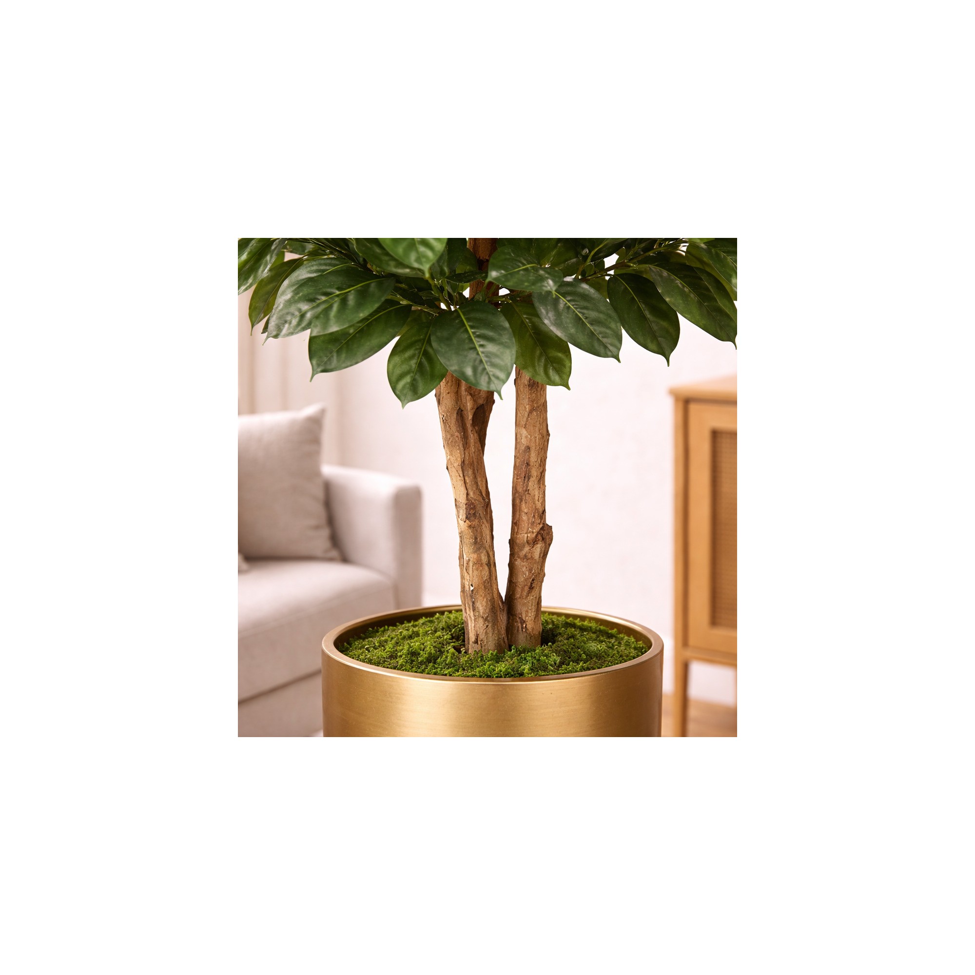  Ficus Elastica Seminaturale  Verde  Tronco Mansanisi H 275 CM