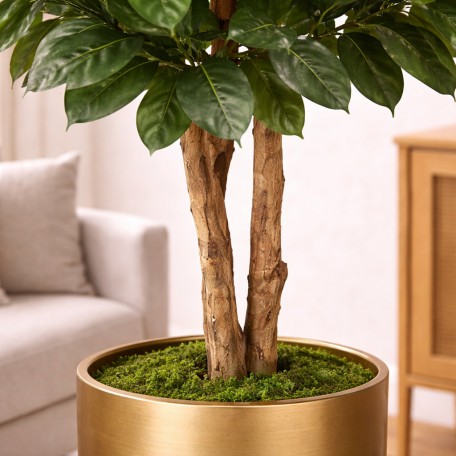 Ficus Elastica Seminaturale  Verde  Tronco Mansanisi H 275 CM