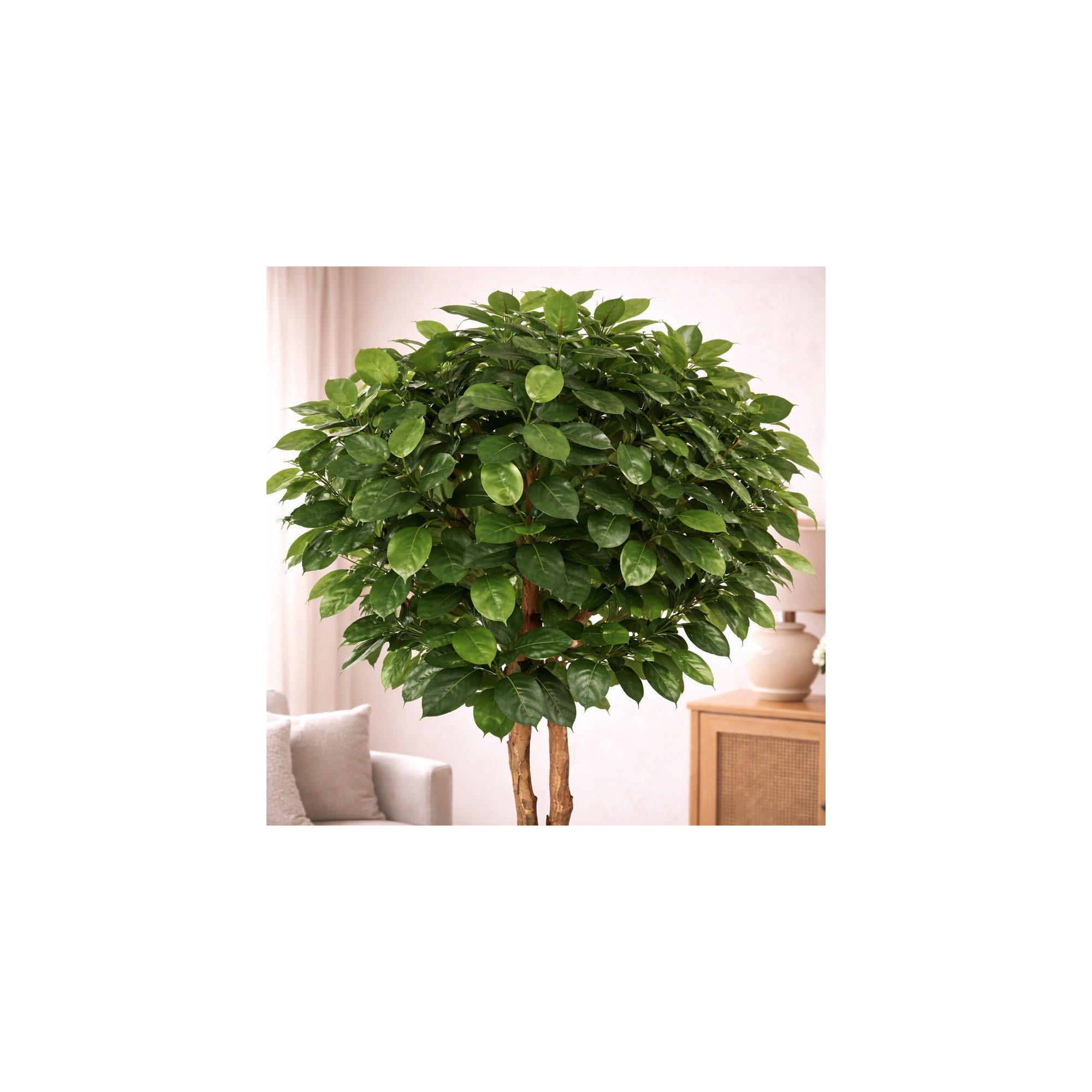  Ficus Elastica Seminaturale  Verde  Tronco Mansanisi H 275 CM