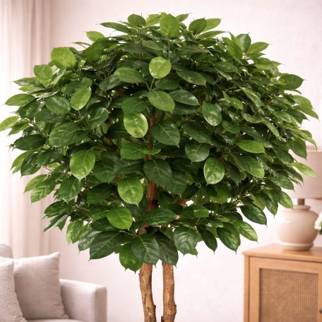 Ficus Elastica Seminaturale  Verde  Tronco Mansanisi H 300 CM