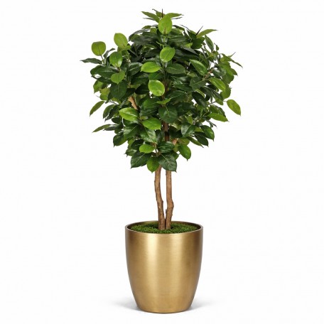 Ficus Elastica Seminaturale  Verde  Tronco Mansanisi H 300 CM