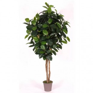 Ficus Elastica Seminaturale...