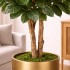 Ficus Elastica Seminaturale  Verde  Tronco Mansanisi H 300 CM