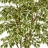 Ficus Hawaiian Semi-Naturale  New Garden  Variegato  Tronco Mansanisi H 150 CM