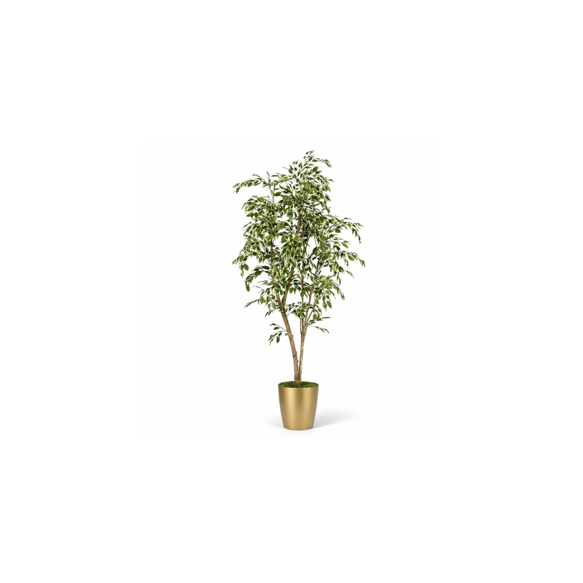 Ficus Hawaiian Semi-Naturale  New Garden  Variegato  Tronco Mansanisi H 150 CM