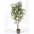 Ficus Hawaiian Semi-Naturale  New Garden  Variegato  Tronco Mansanisi H 150 CM