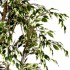 Ficus Hawaiian Semi-Naturale  New Garden  Variegato  Tronco Mansanisi H 150 CM