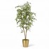 Ficus Hawaiian Semi-Naturale  New Garden  Variegato  Tronco Mansanisi H 180 CM