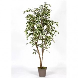 Ficus Hawaiian...