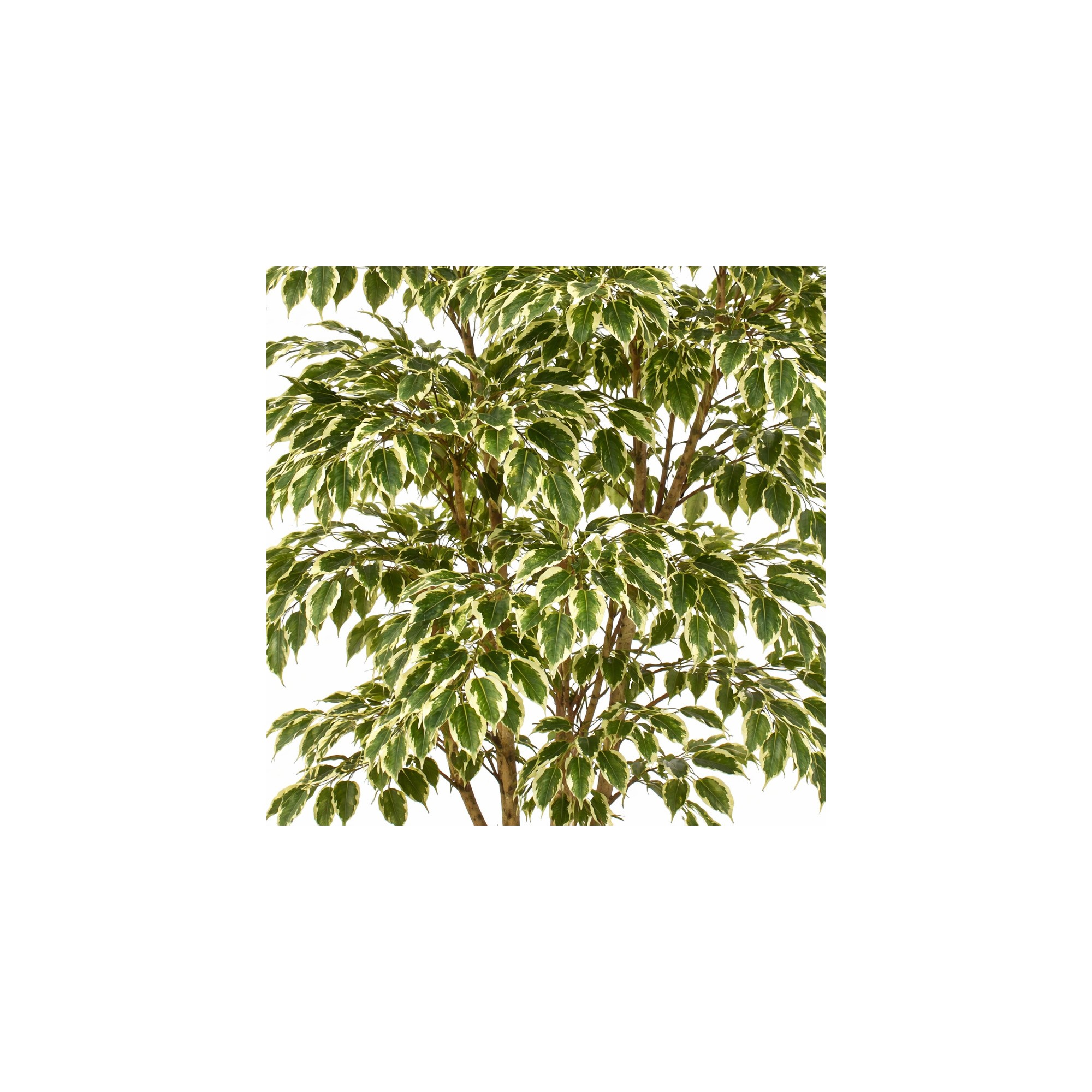 Ficus Hawaiian Semi-Naturale  New Garden  Variegato  Tronco Mansanisi H 180 CM