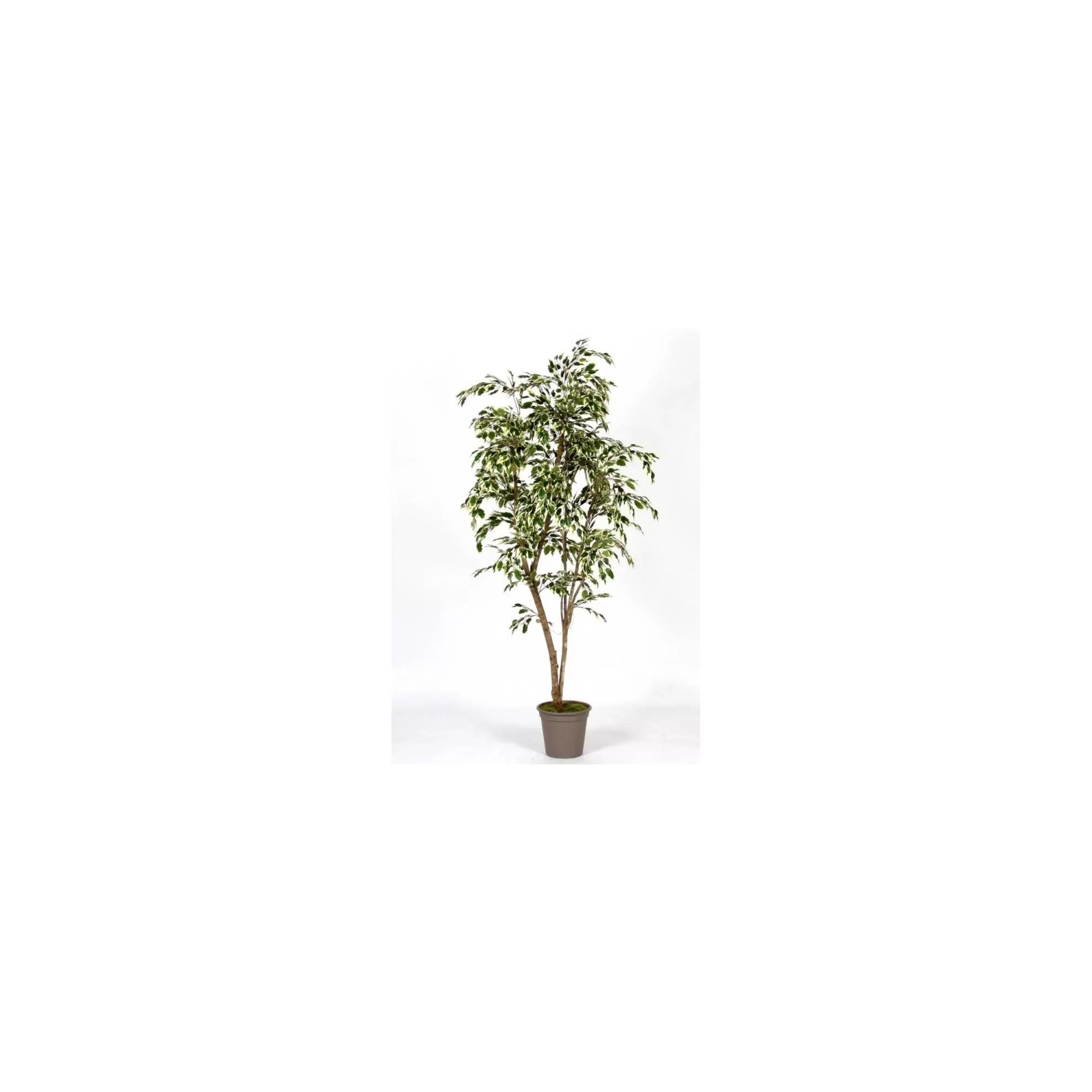  Ficus Hawaiian Semi-Naturale  New Garden  Variegato  Tronco Mansanisi H 210 CM