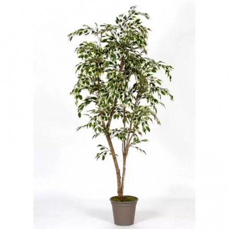 Ficus Hawaiian Semi-Naturale  New Garden  Variegato  Tronco Mansanisi H 210 CM