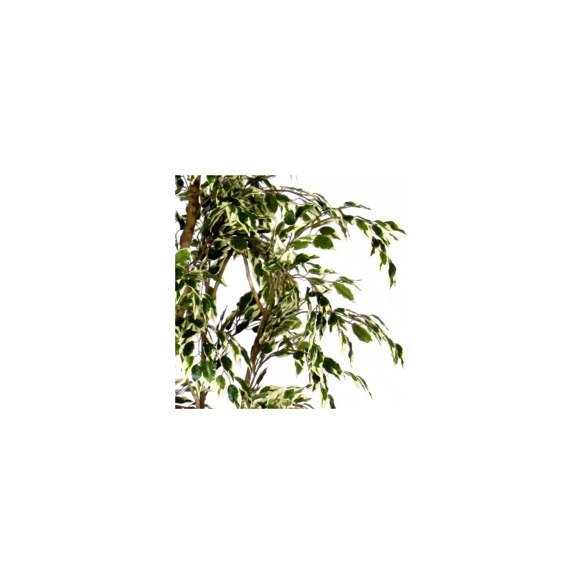  Ficus Hawaiian Semi-Naturale  New Garden  Variegato  Tronco Mansanisi H 210 CM