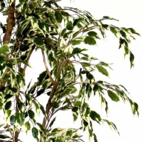 Ficus Hawaiian Semi-Naturale  New Garden  Variegato  Tronco Mansanisi H 210 CM