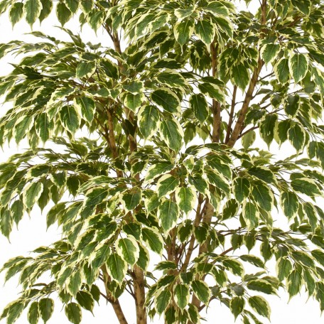 Ficus Hawaiian Semi-Naturale  New Garden  Variegato  Tronco Mansanisi H 210 CM