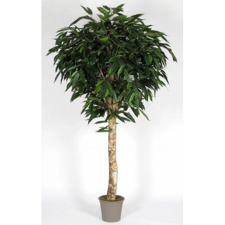 Ficus Longifoglia Seminaturale  Verde  Tronco Gigantea H 175 CM