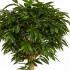 Ficus Longifoglia Seminaturale  Verde  Tronco Gigantea H 175 CM