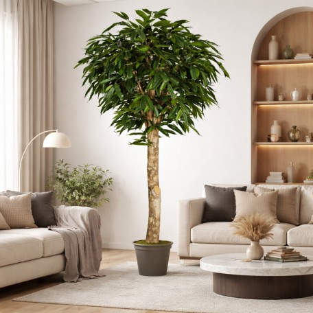 Ficus Longifoglia Seminaturale  Verde  Tronco Gigantea H 175 CM