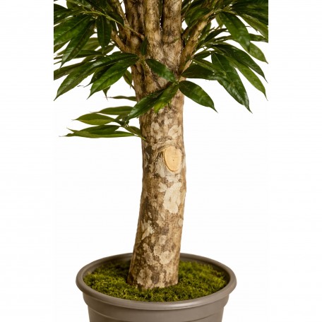Ficus Longifolia Seminaturale  Verde  Tronco Gigantea H 200 cm