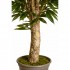 Ficus Longifolia Seminaturale  Verde  Tronco Gigantea H 200 cm