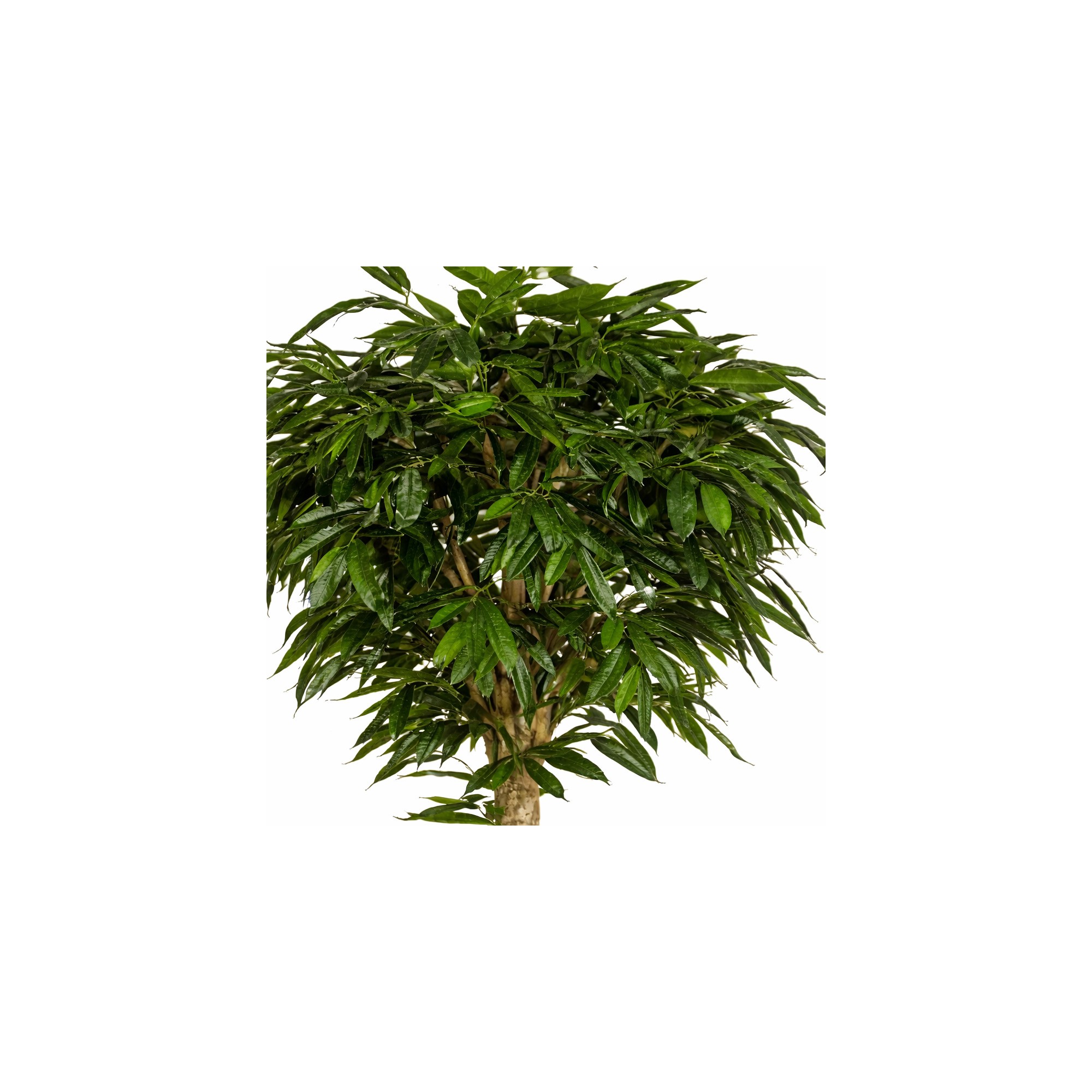  Ficus Longifolia Seminaturale  Verde  Tronco Gigantea H 200 cm